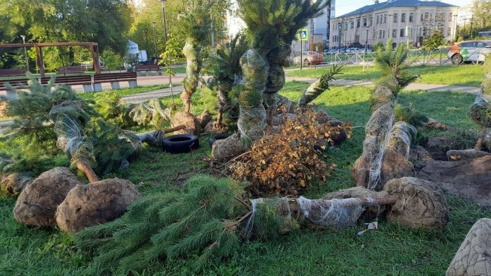 Саженцы елей и сосен, привезённые для озеленения, бросили на улице Ленинского района