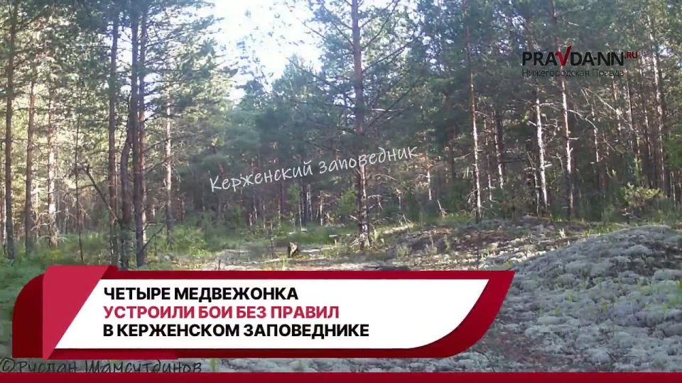Осторожно, жёстко милые кадры! В Керженском заповеднике четыре медвежонка устроили настоящие бои без правил