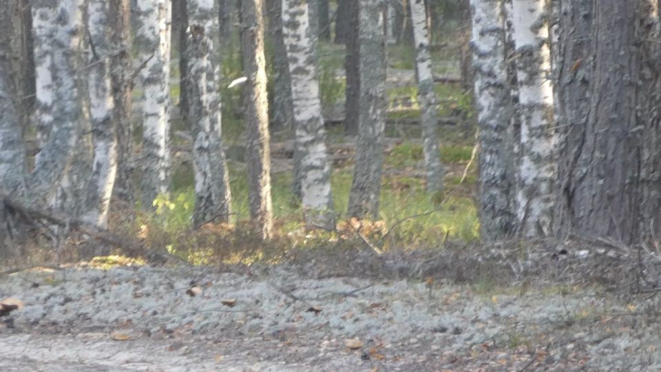 Группу северных оленей засняли в Керженском заповеднике