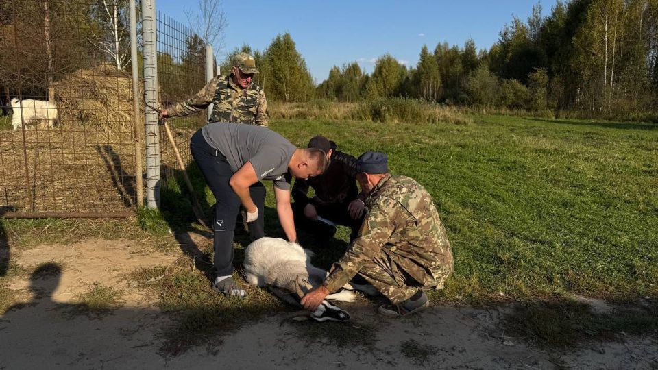Минэкологии проверило экотропу &quot;Копорье&quot; в Городецком районе после жалоб посетителей на состояние животных, проживающих там