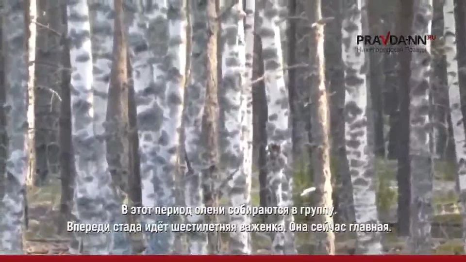 Любовь, интриги и олени в Керженском заповеднике