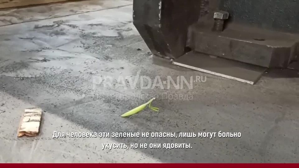 Вот таких клиентов точно не ждешь – огромного богомола заметили наши подписчики прямо на работе