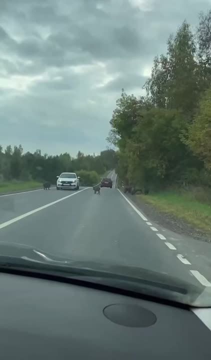 Стадо кабанов заметили в Ковернинском округе