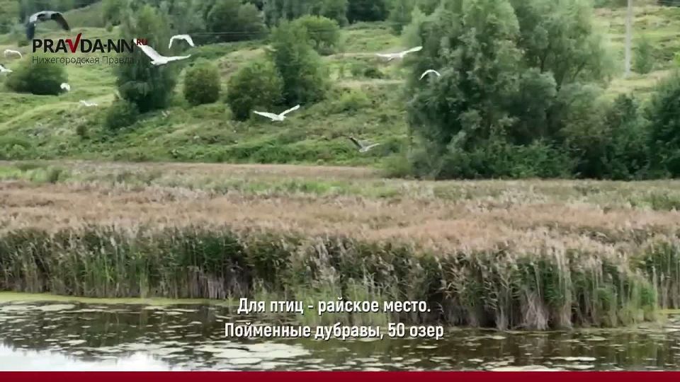 Нижегородские птички попали на федеральное ТВ — на Первом канале вышел сюжет о перёлетных пернатых из Артёмовских лугов