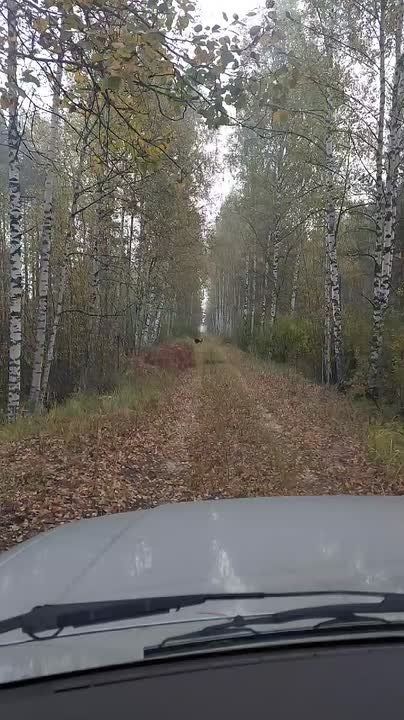 Период «безответной любви» начался у глухарей в Керженском заповеднике