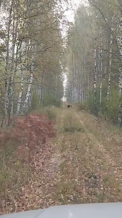 &quot;Оглохших&quot; от любви глухарей засняли в Керженском заповеднике