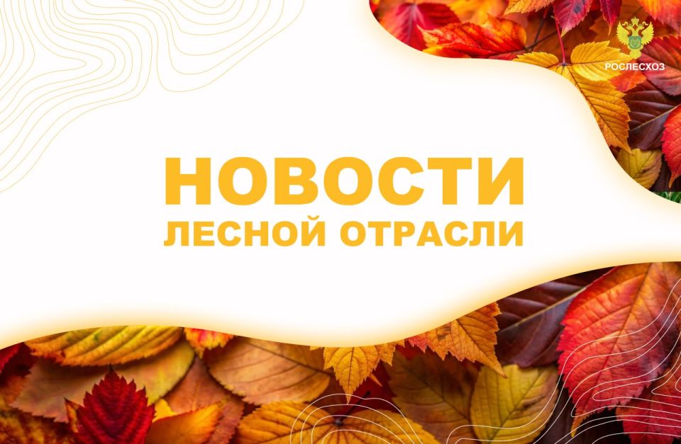 Лесной Комплекс: 38 регионов, не выделивших зоны интенсивного освоения лесов, могут исключить из плана лесоустройства