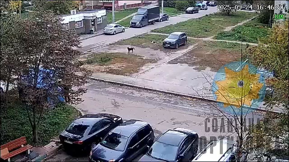 Жители Сортировки страдают от бродячих собак