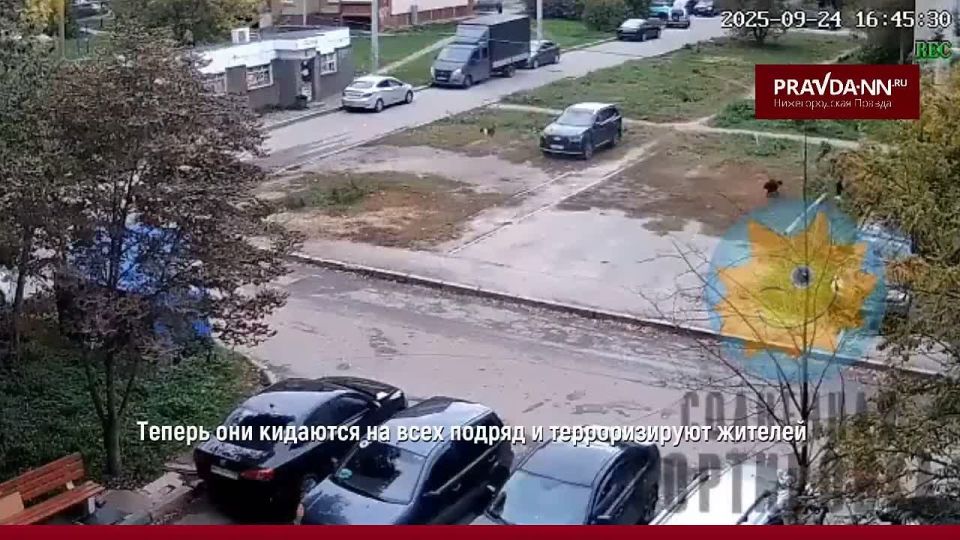 Жители Сортировки жалуются на агрессивных собак возле магазина – одна из них даже набросилась на мальчика!