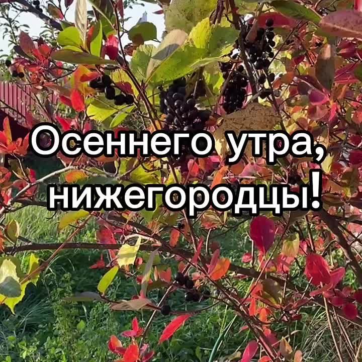 Доброе утро, нижегородцы!. Сегодня в Нижнем температура воздуха: утром +6, дождь, днем...+9...небольшой дождь, вечером....+9, пасмурно