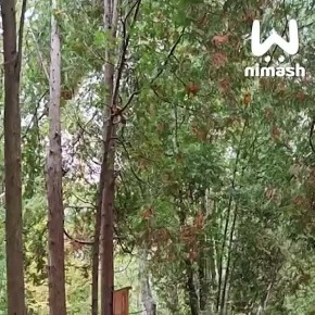 Белки-гопники орудуют в парке Нижнего