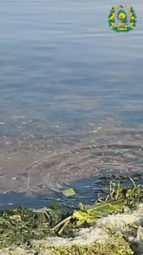 Сотрудники министерства лесного хозяйства Нижегородской области во время патрулирования сняли на видео кулика-перевозчика