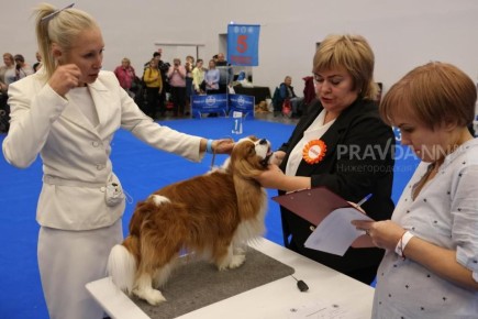 Выставка животных «Зоомир-2025» пройдёт на Нижегородской ярмарке 4 и 5 октября