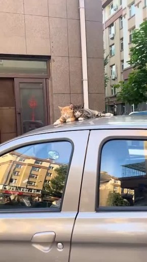 Потянулись, улыбнулись.... Не проспите последний день сентября. Доброе утро!
